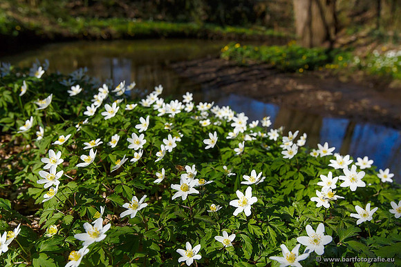 Beken divers Bart Fotografie-002