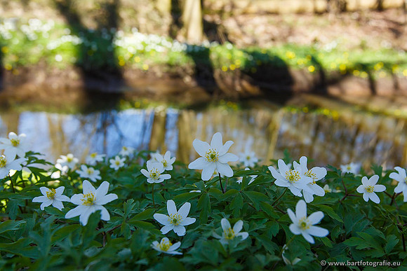 Beken divers Bart Fotografie-003