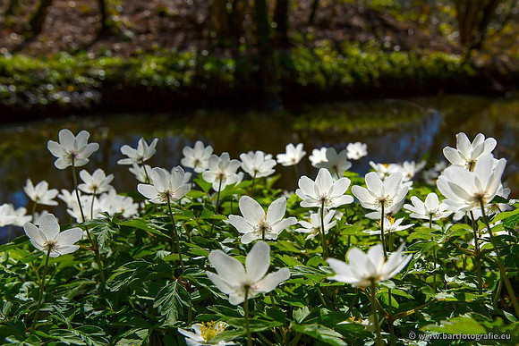 Beken divers Bart Fotografie-006