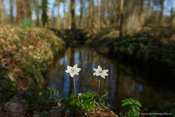 Beken divers Bart Fotografie-008