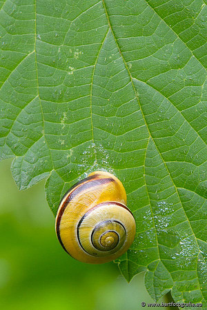Slakken Bart Fotografie-018