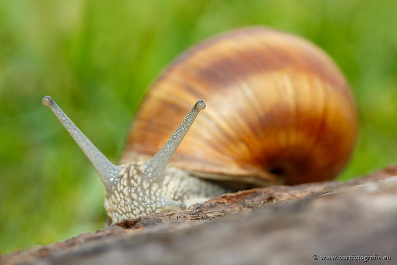 Slakken Bart Fotografie-037