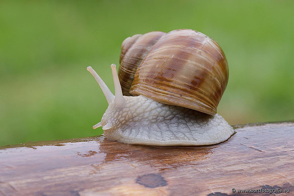 Slakken Bart Fotografie-042