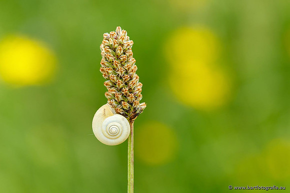 Slakken Bart Fotografie-050