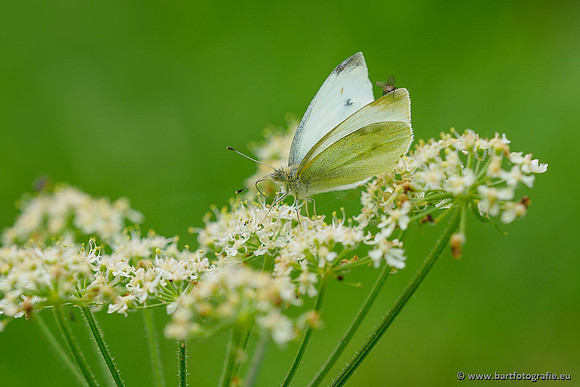 Klein koolwitje, Pieris rapae, Bart Fotografie-028