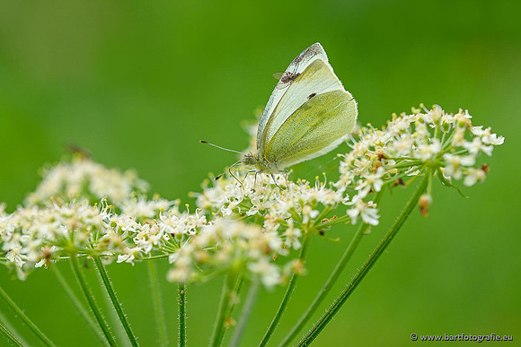 Klein koolwitje, Pieris rapae, Bart Fotografie-029