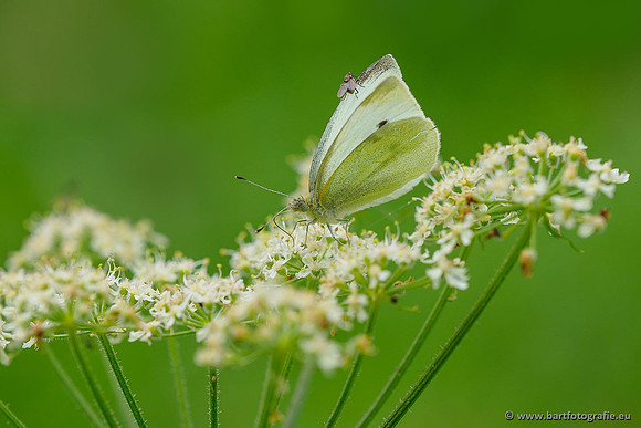 Klein koolwitje, Pieris rapae, Bart Fotografie-030