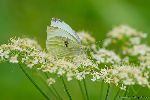 Klein koolwitje, Pieris rapae, Bart Fotografie-031