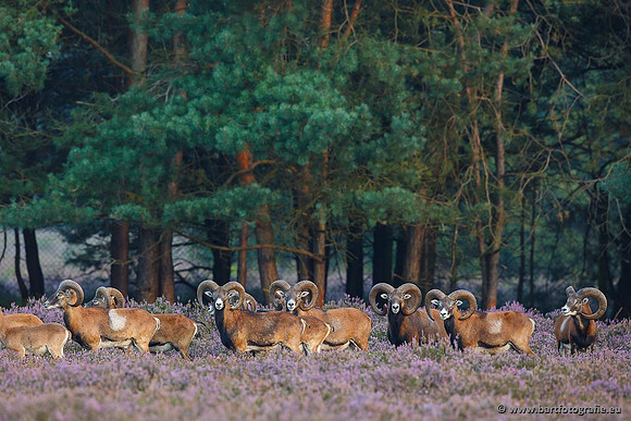 Moeflons, Bart Fotografie-003