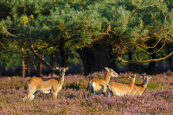 Moeflons, Bart Fotografie-008