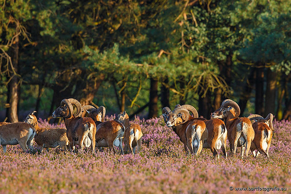 Moeflons, Bart Fotografie-009