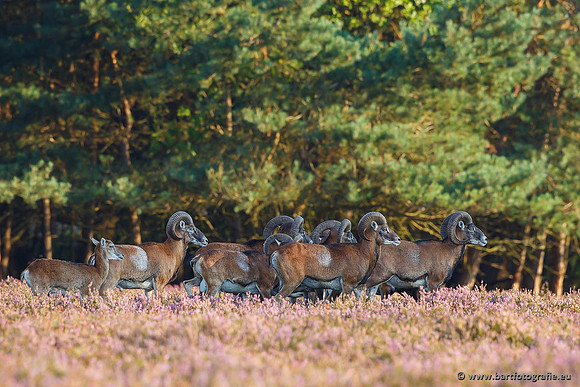 Moeflons, Bart Fotografie-010