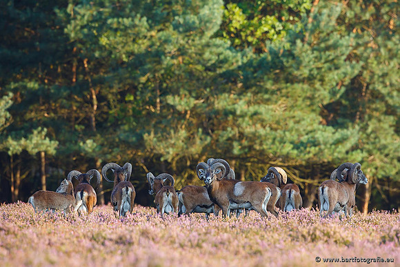 Moeflons, Bart Fotografie-011