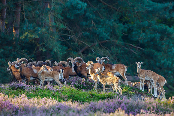 Moeflons, Bart Fotografie-022