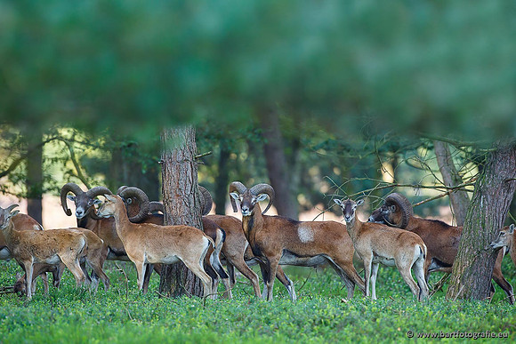 Moeflons, Bart Fotografie-025