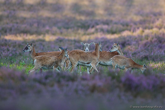 Moeflons, Bart Fotografie-026