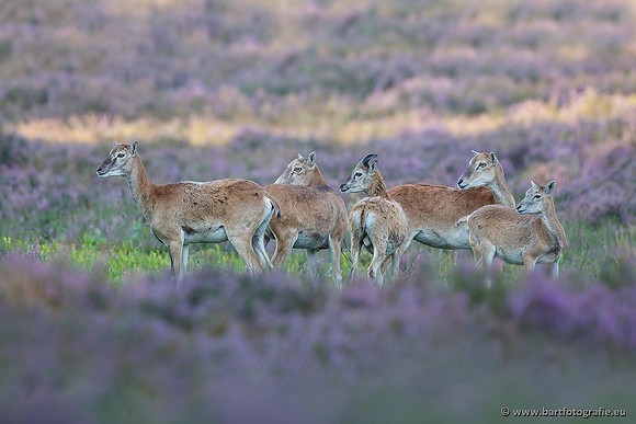 Moeflons, Bart Fotografie-027