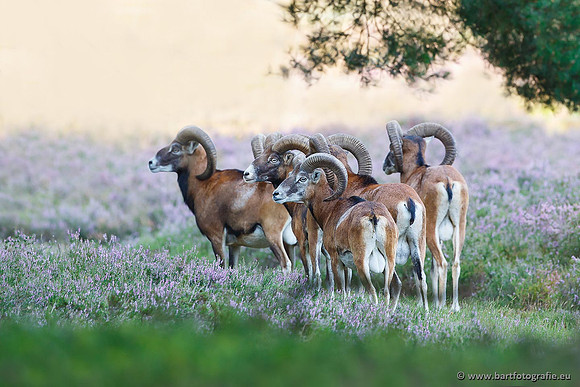 Moeflons, Bart Fotografie-028