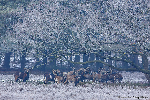 Moeflons, Bart Fotografie-029