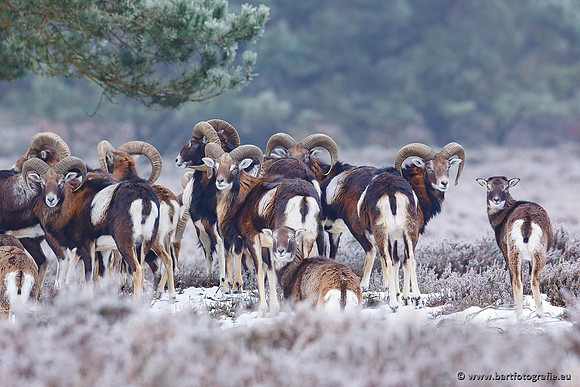 Moeflons, Bart Fotografie-041