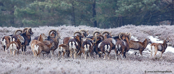 Moeflons, Bart Fotografie-043