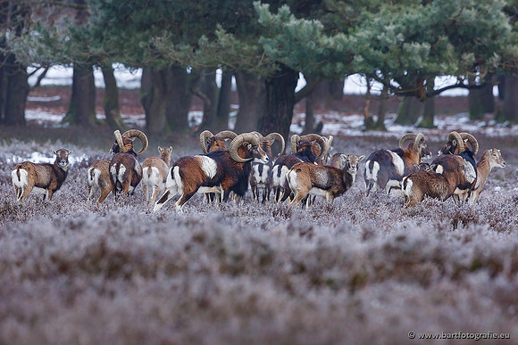 Moeflons, Bart Fotografie-046