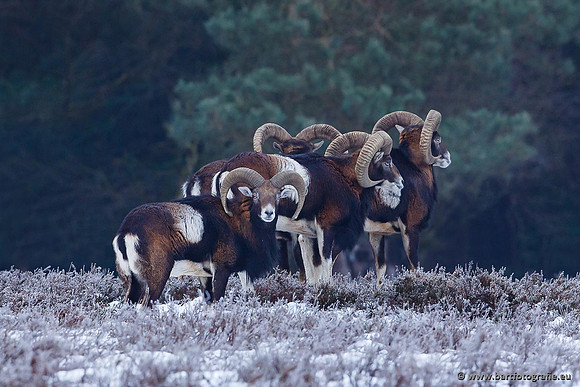 Moeflons, Bart Fotografie-047