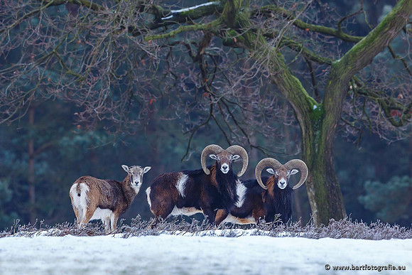 Moeflons, Bart Fotografie-054