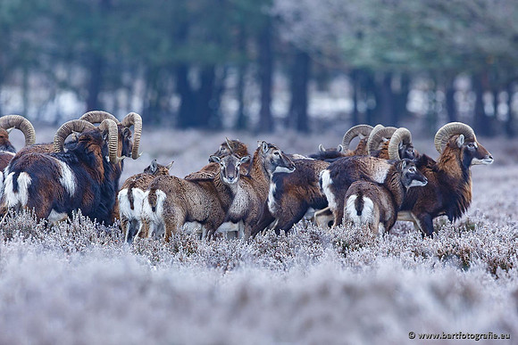 Moeflons, Bart Fotografie-060