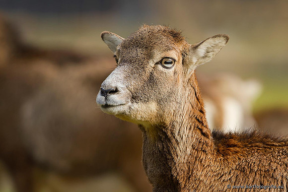 Moeflons, Bart Fotografie-064