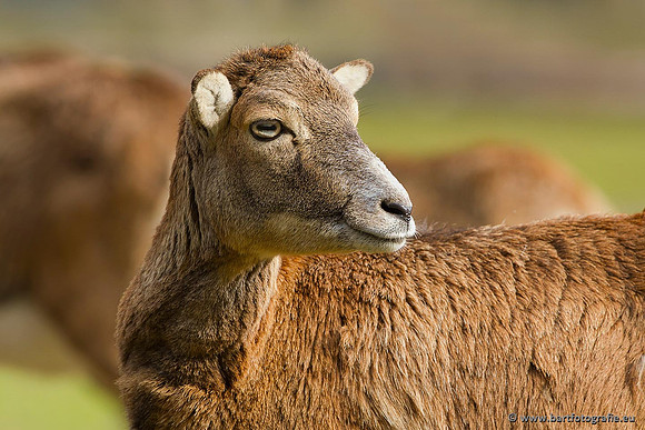 Moeflons, Bart Fotografie-063