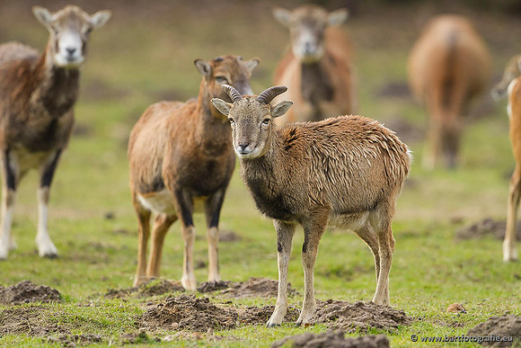Moeflons, Bart Fotografie-068