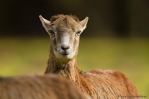 Moeflons, Bart Fotografie-070