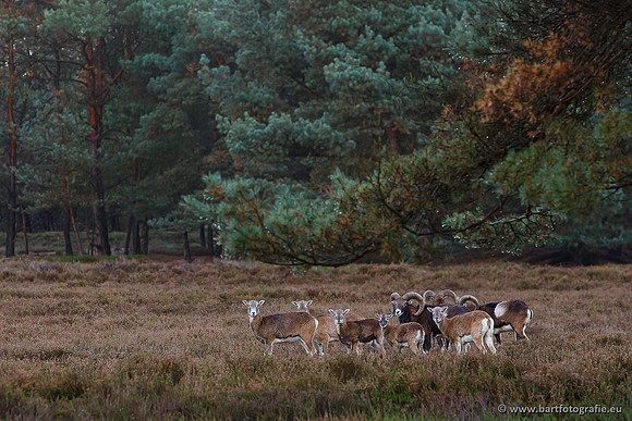 Moeflons, Bart Fotografie-079