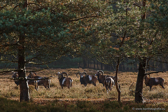 Moeflons, Bart Fotografie-078