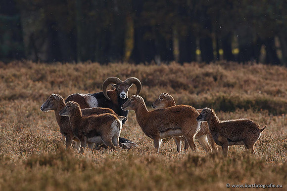 Moeflons, Bart Fotografie-080