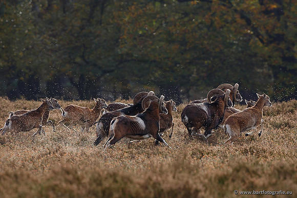Moeflons, Bart Fotografie-081