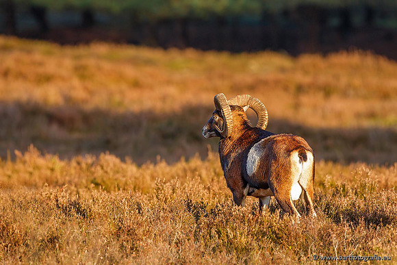 Moeflons, Bart Fotografie-086