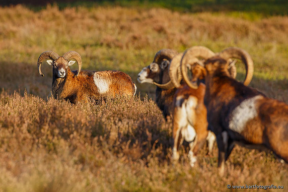 Moeflons, Bart Fotografie-090