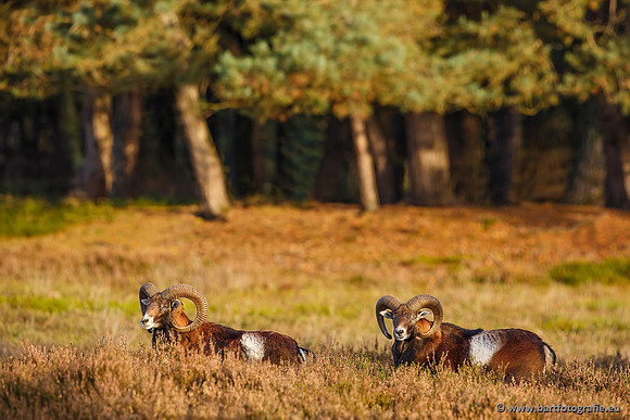 Moeflons, Bart Fotografie-091