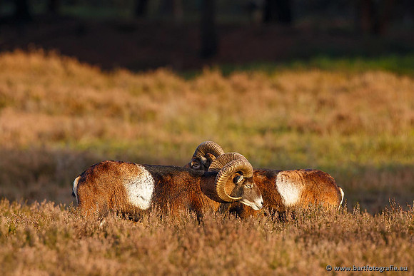 Moeflons, Bart Fotografie-092