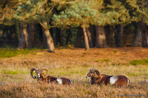 Moeflons, Bart Fotografie-093
