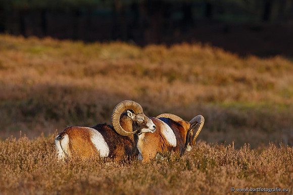 Moeflons, Bart Fotografie-094