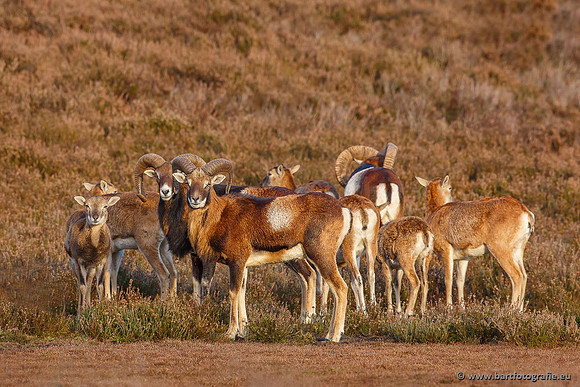 Moeflons, Bart Fotografie-095