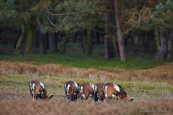 Moeflons, Bart Fotografie-098