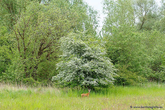 Zoogdieren, Bart Fotografie-355