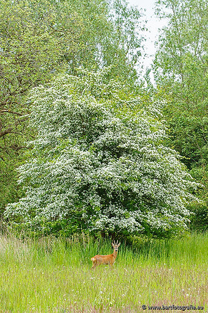 Zoogdieren, Bart Fotografie-356