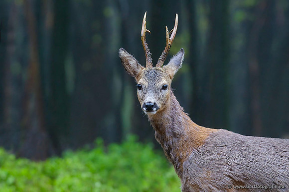 Zoogdieren, Bart Fotografie-357