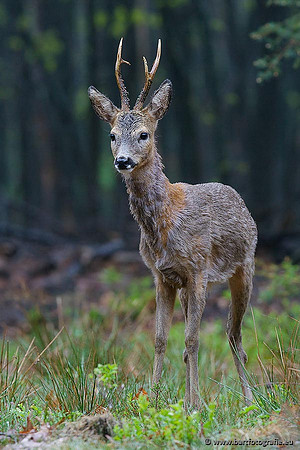 Zoogdieren, Bart Fotografie-358