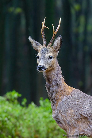 Zoogdieren, Bart Fotografie-359